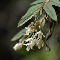 Dendrobium panduratum subsp. panduratum Lindl.